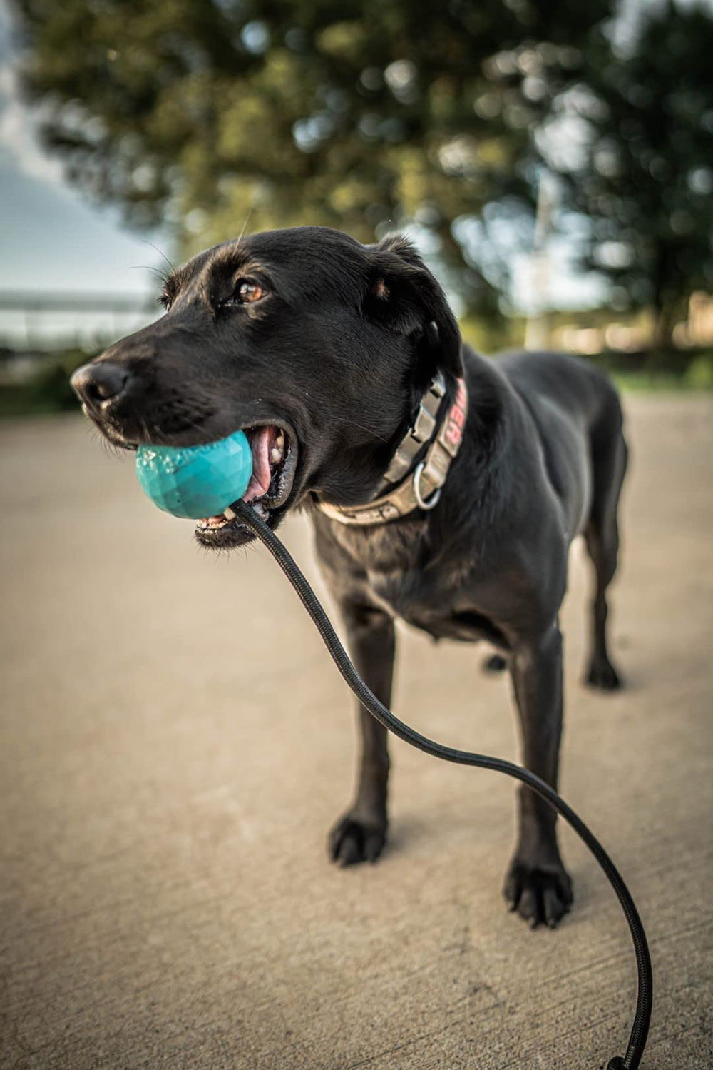 K9 Ops Moki Tug Toy durable rubber ball for aggressive chewers.