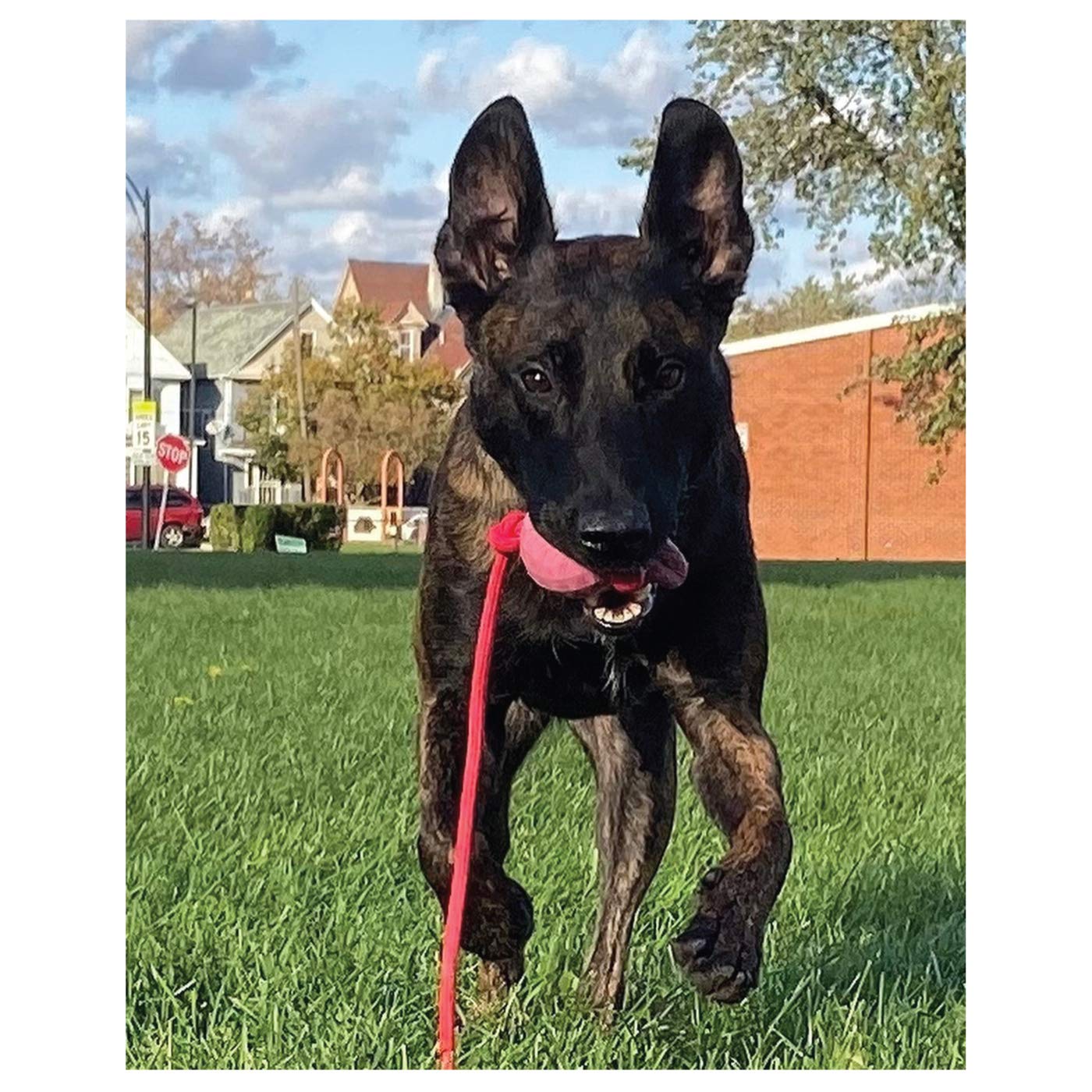 K9 Ops Moki Tug hex logo closeup highlights brand authenticity.