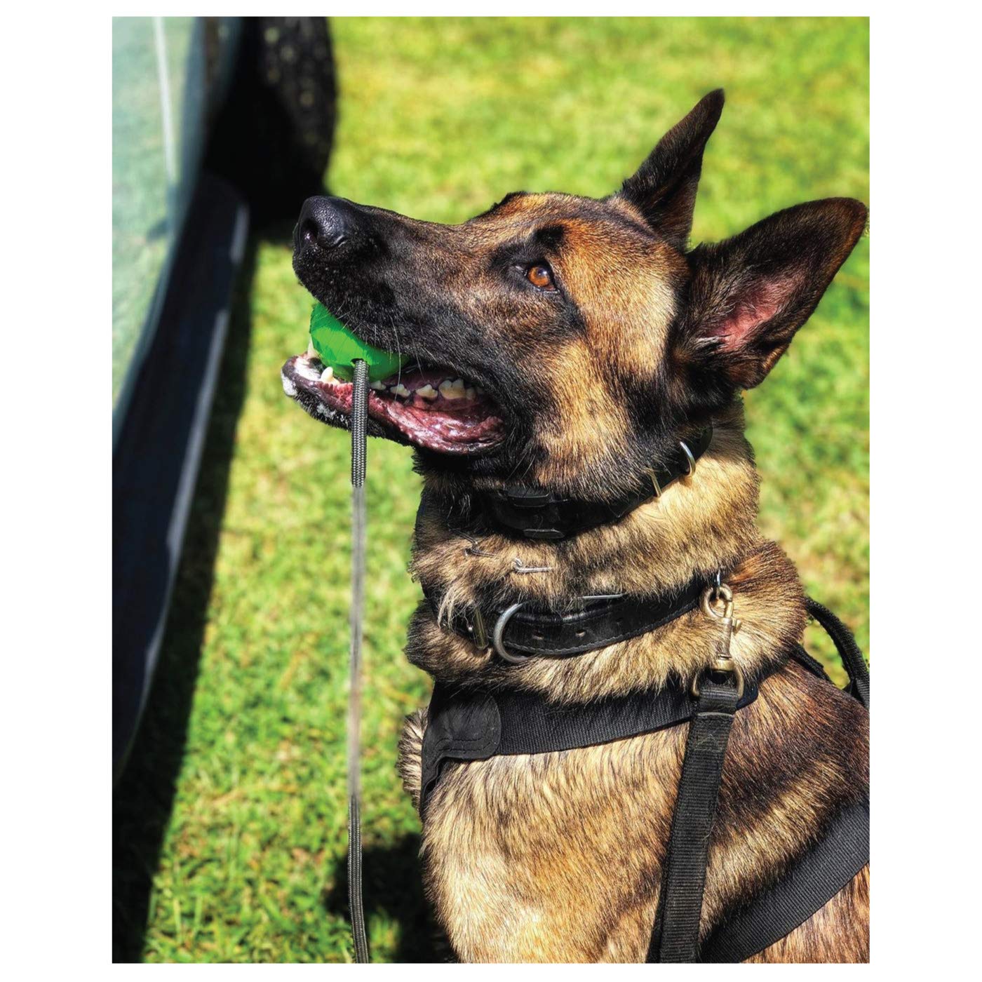 K9 Ops Moki Tug rope end knot closeup emphasizes rope durability and safe grip.