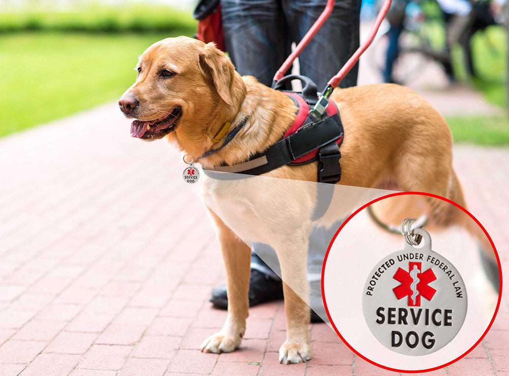 K9King collar-ready ID tag complements any dog gear.