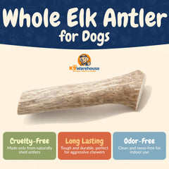 K9warehouse elk antlers closeup texture highlights rugged surface for gnawing