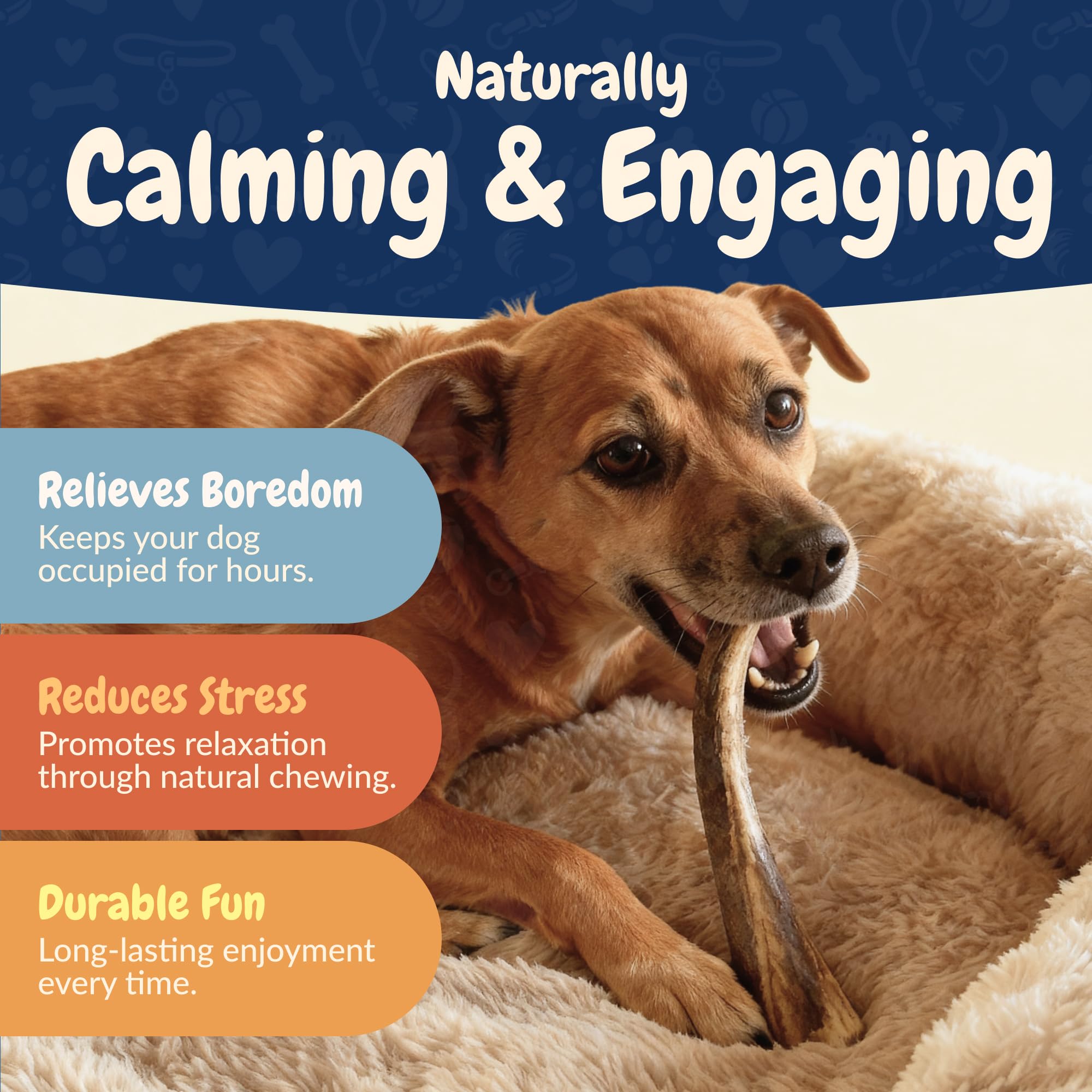 K9warehouse elk antlers dog chewing session shows engaging chew time