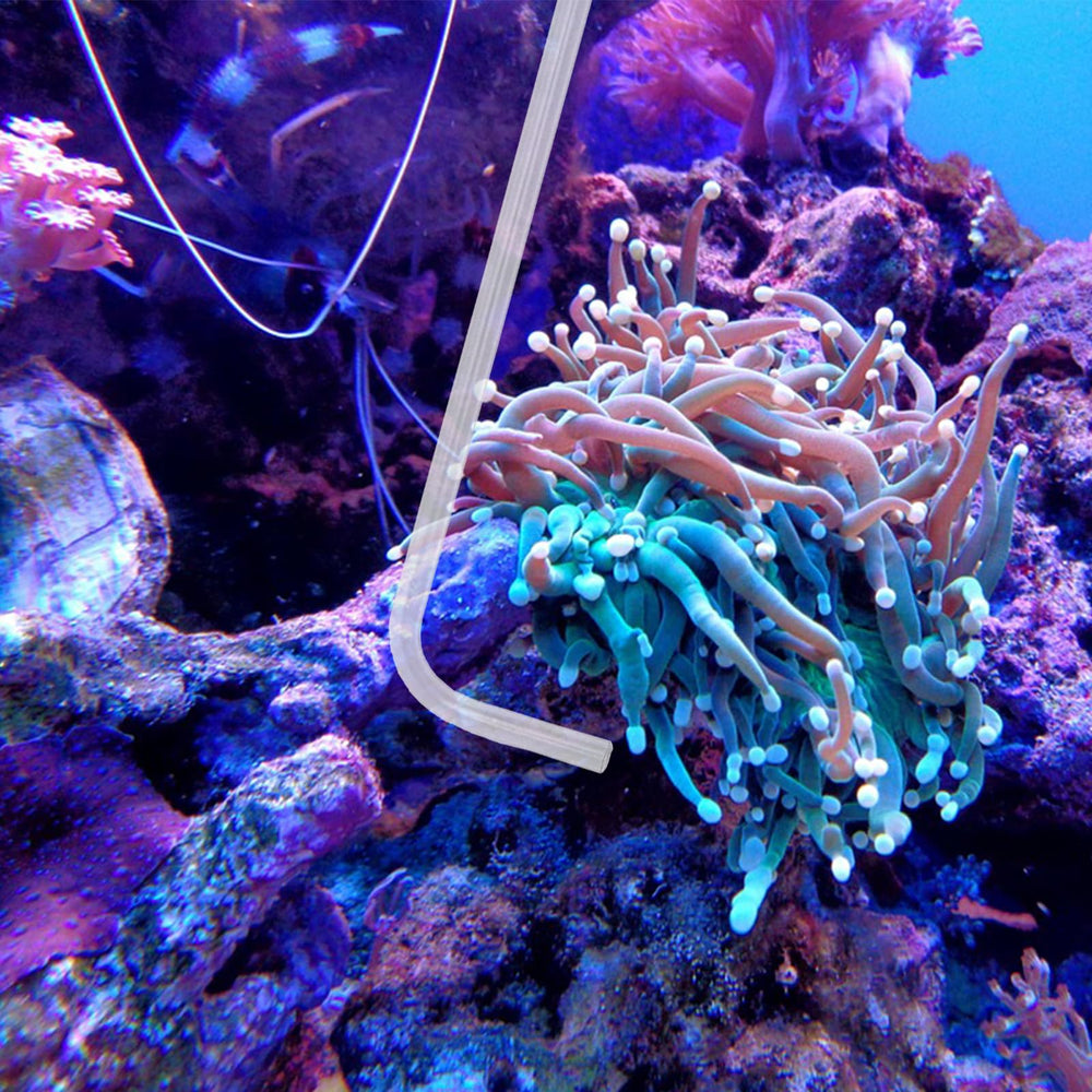 KABASI Coral Feeder with 45-degree extension tube targets algae and waste along rocks