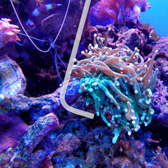 KABASI Coral Feeder with 45-degree extension tube targets algae and waste along rocks
