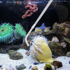 KABASI Coral Feeder assembly ready for use in an aquarium