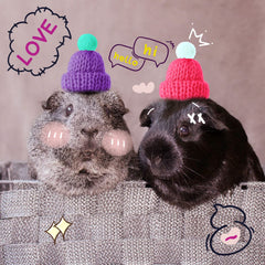 Kajaia pet hat cream-yellow color adds bright contrast in photos.