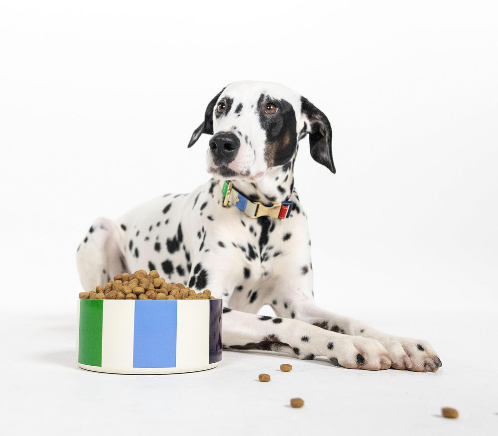 kate spade new york dog dish adventure stripe pattern adds stylish pet dining