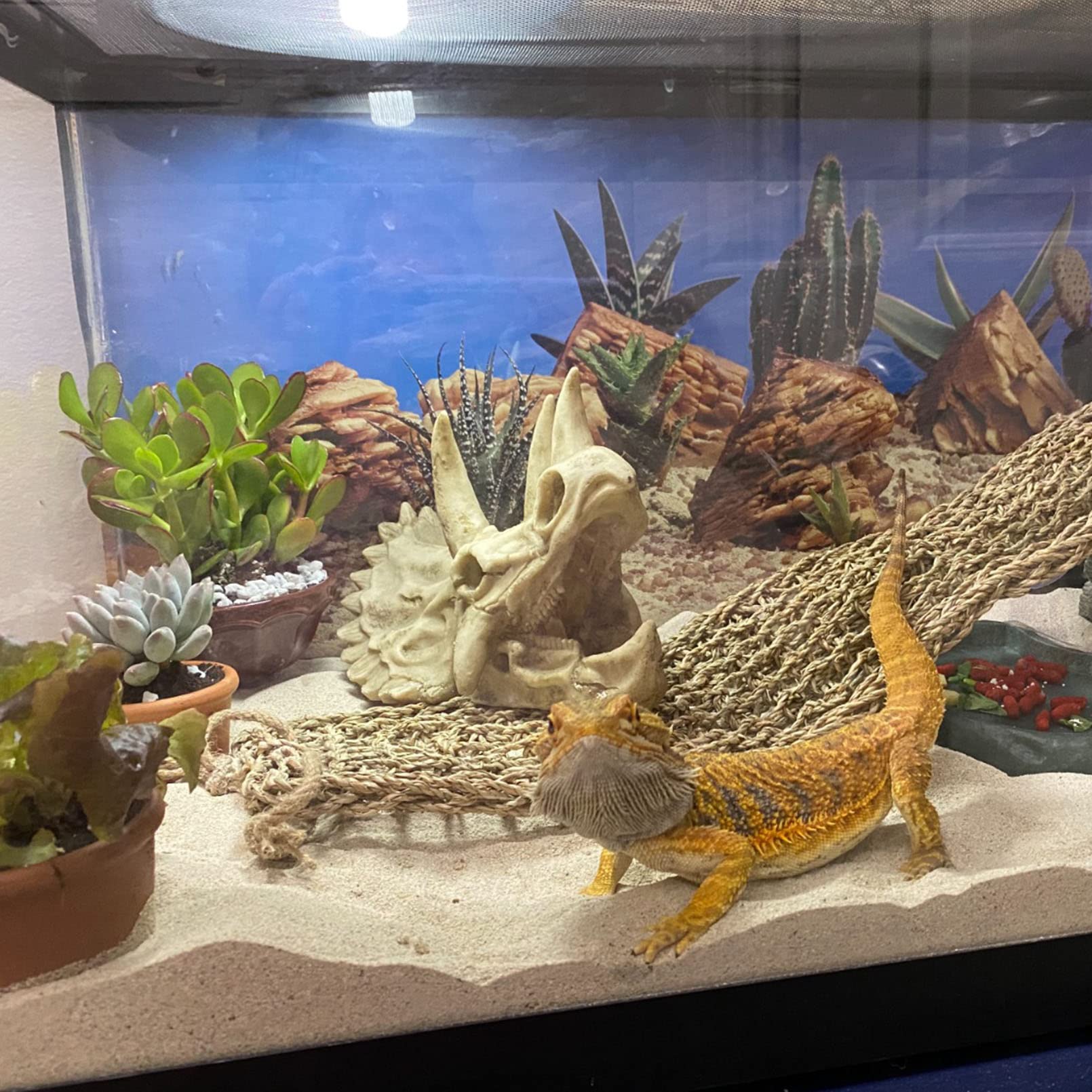 Kathson bearded dragon tank decor skull creates safe hiding spots