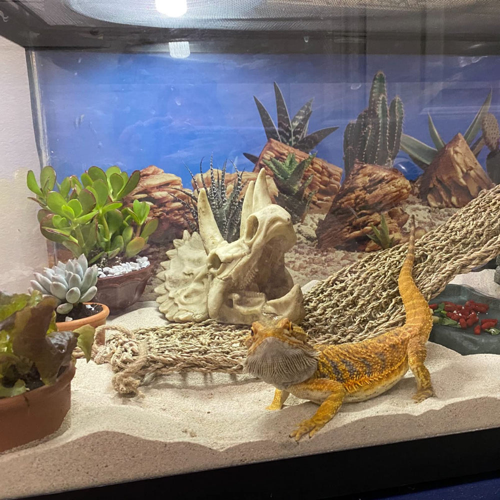Kathson bearded dragon tank decor skull creates safe hiding spots