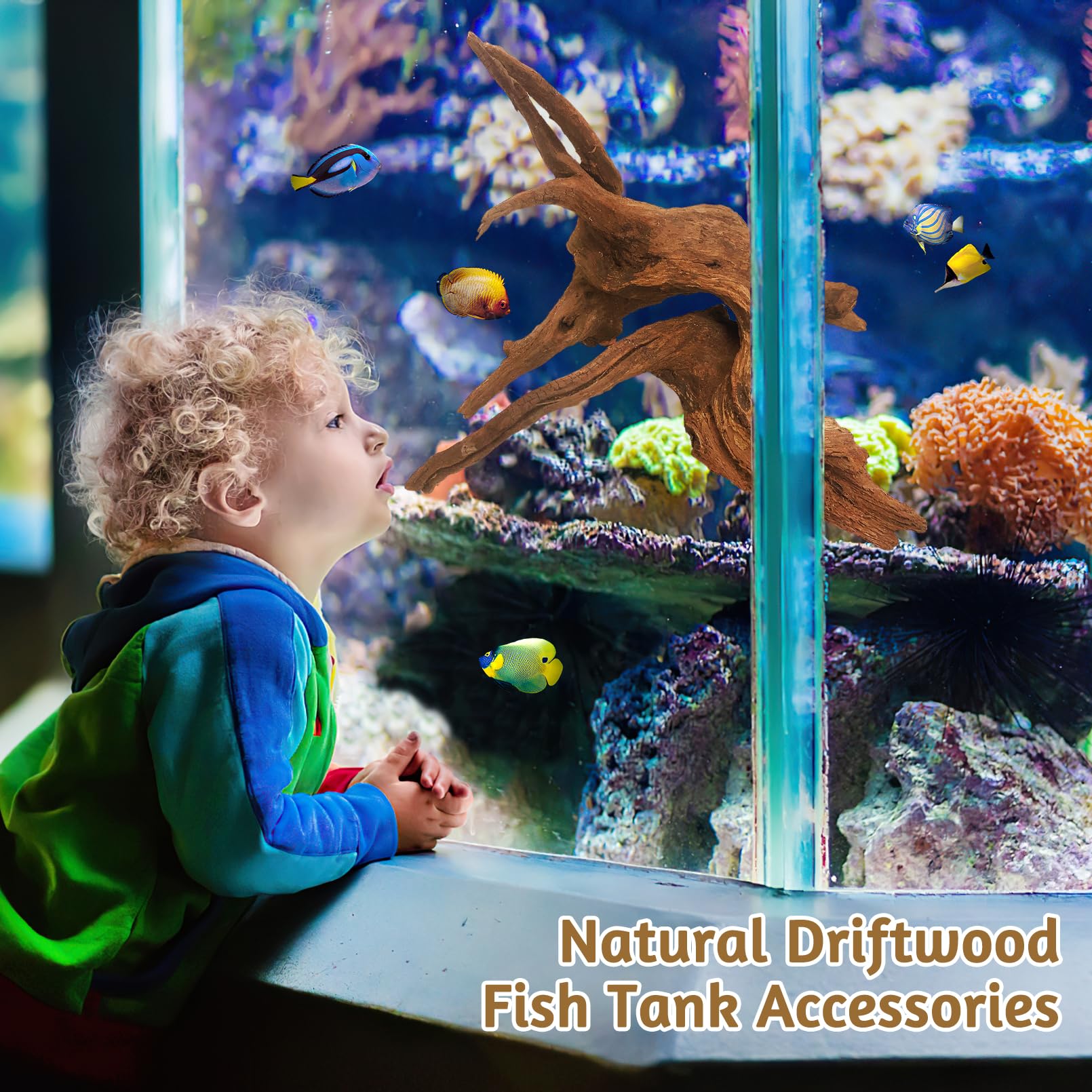 Kathson mopani driftwood branch provides shelter for small fish
