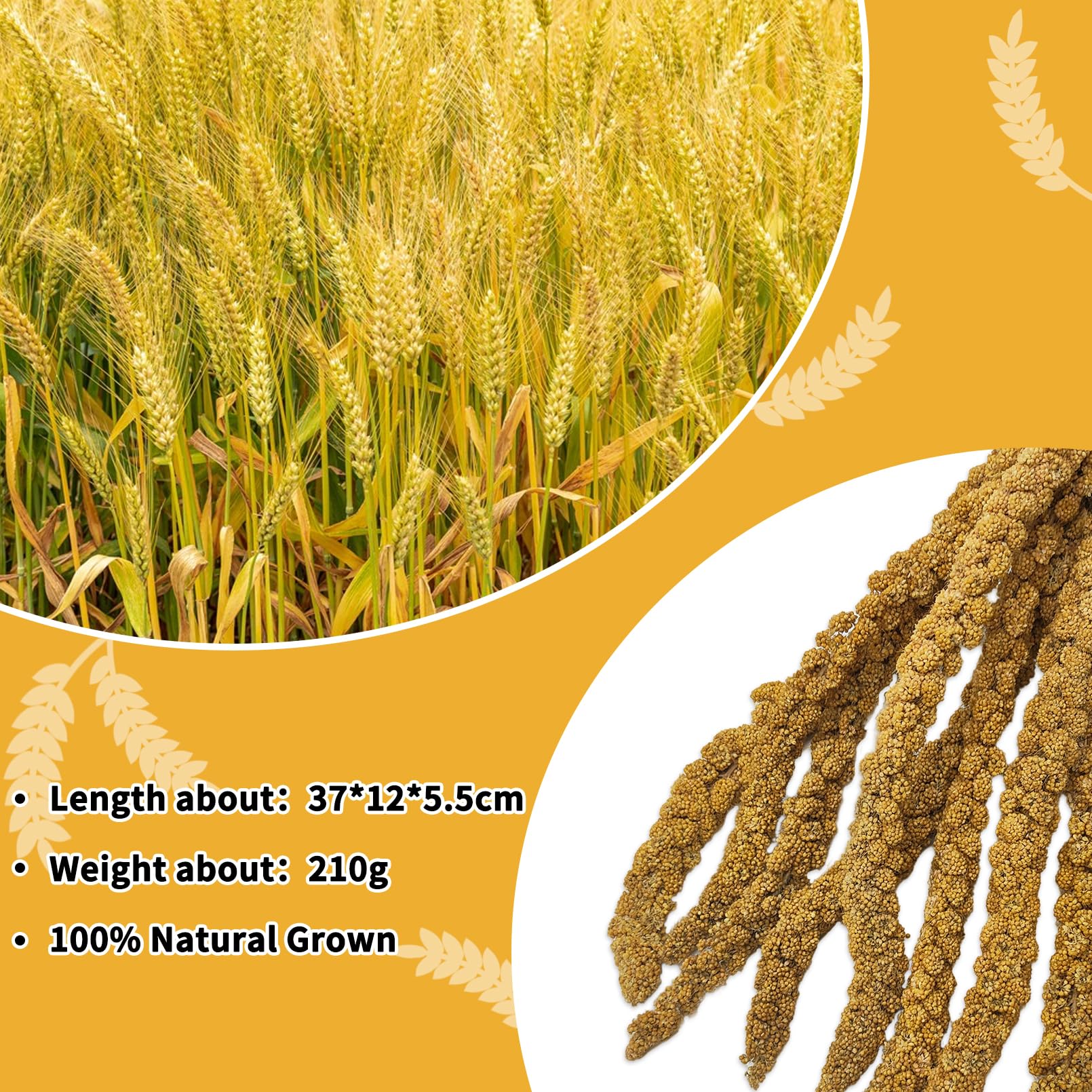 kathson millet spray hand-harvest—careful selection and quality.