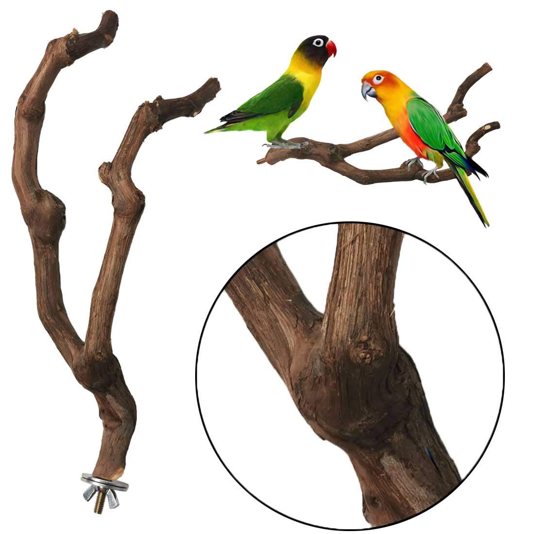 Kathson parrot perch bird climbing action on grapevine branch.