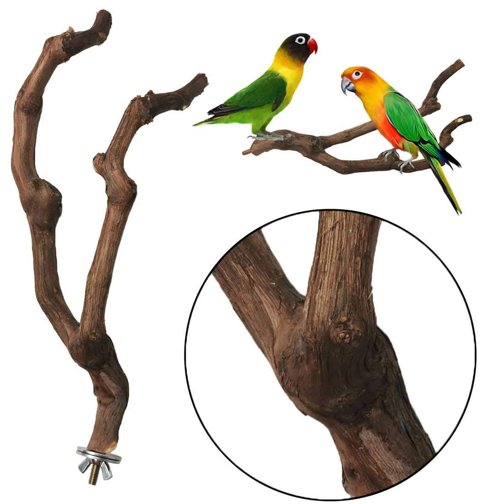 Kathson parrot perch bird climbing action on grapevine branch.