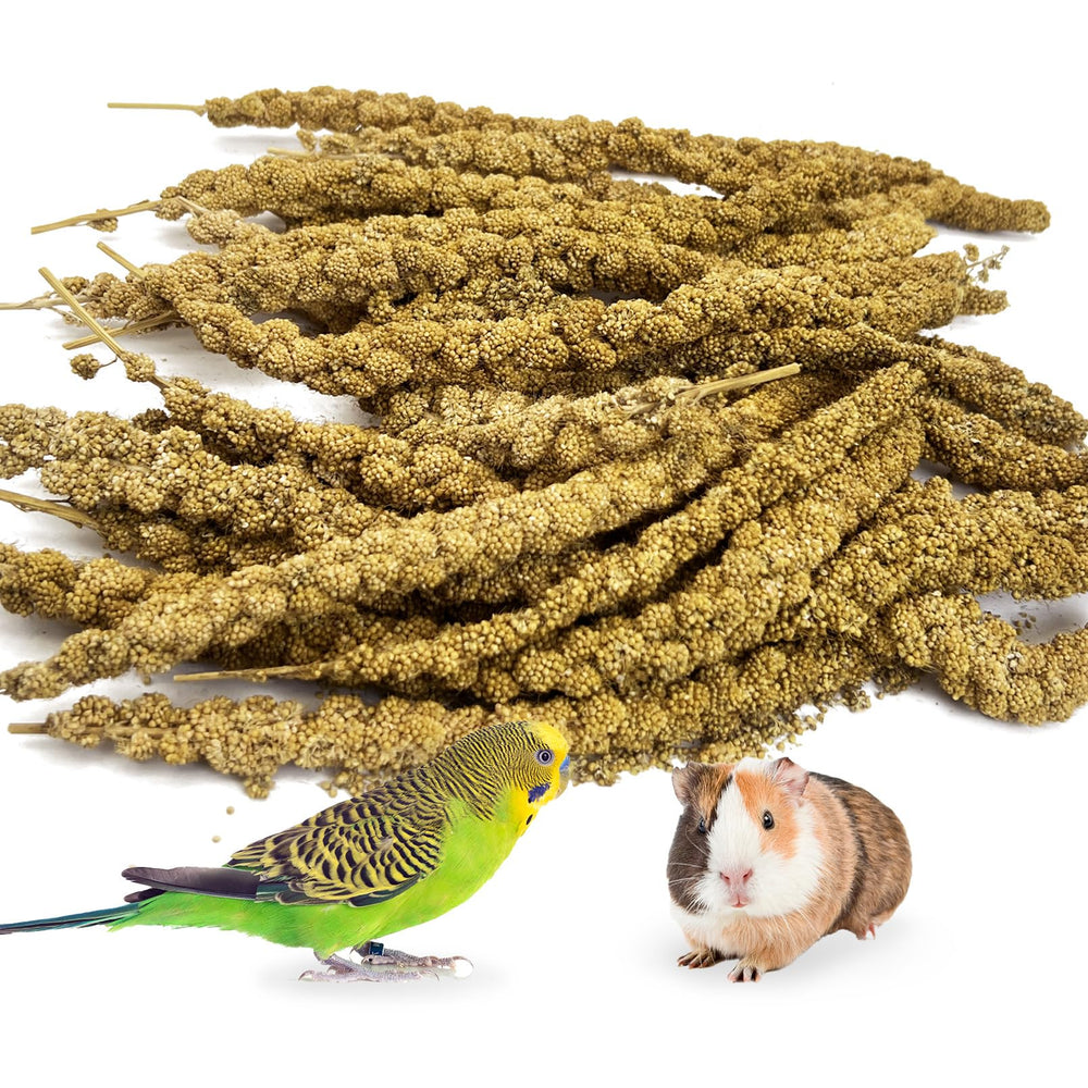 Kathson spray millet treat pack—plump sprays offer bird enrichment and tasty nibbling.