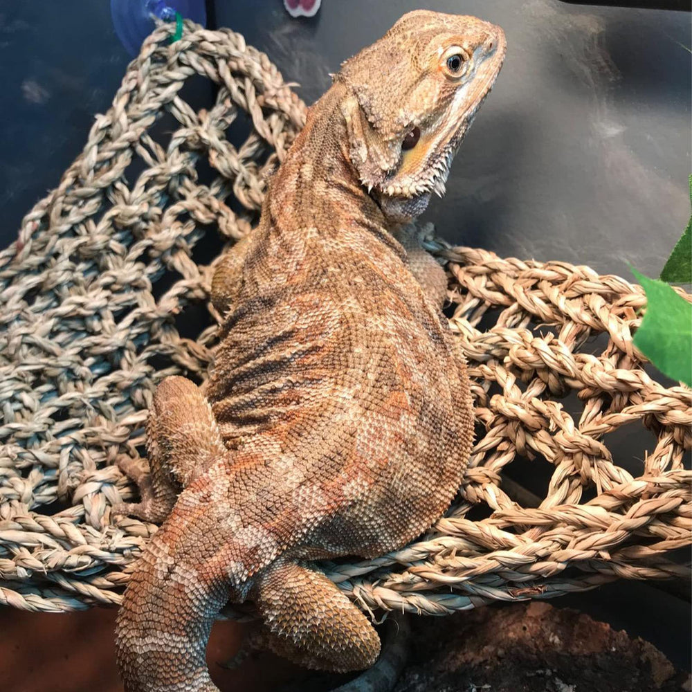Kathson square seagrass bearded dragon lounger for basking and rest