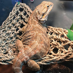 Kathson square seagrass bearded dragon lounger for basking and rest