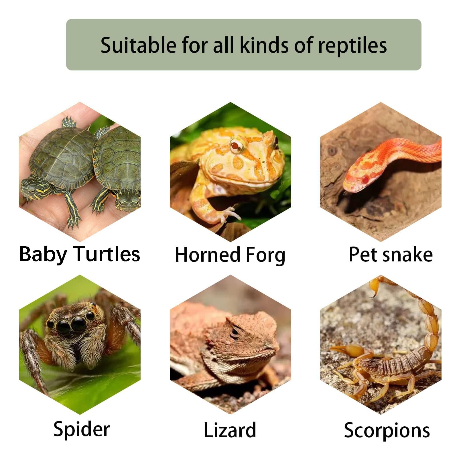kathson Turtle Basking Platform medium size demonstrates suitable dimensions for baby turtles