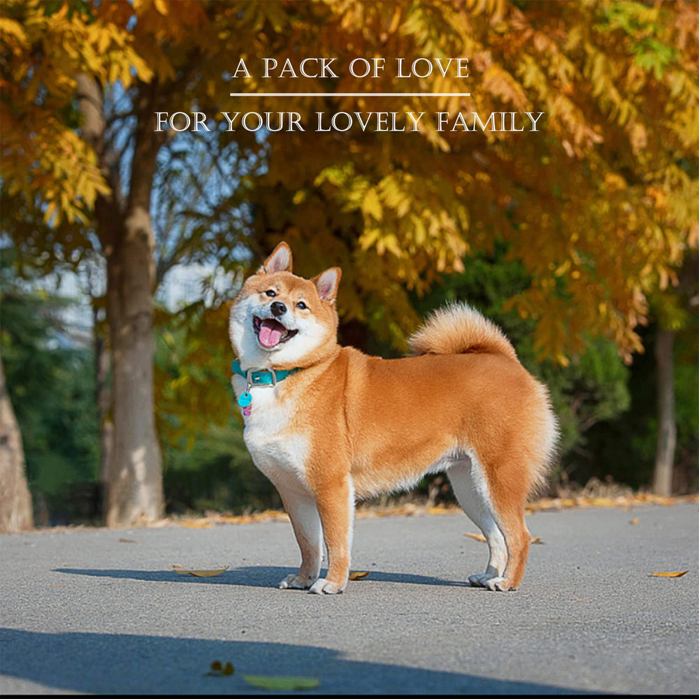 kattypet puppy teething dog-in-action: dog enjoying gentle chew and interactive fetch.