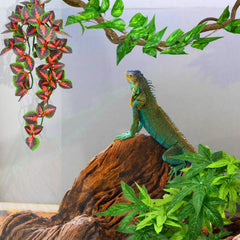 KATUMO reptile plants terrarium decor setup enhances habitat aesthetics.