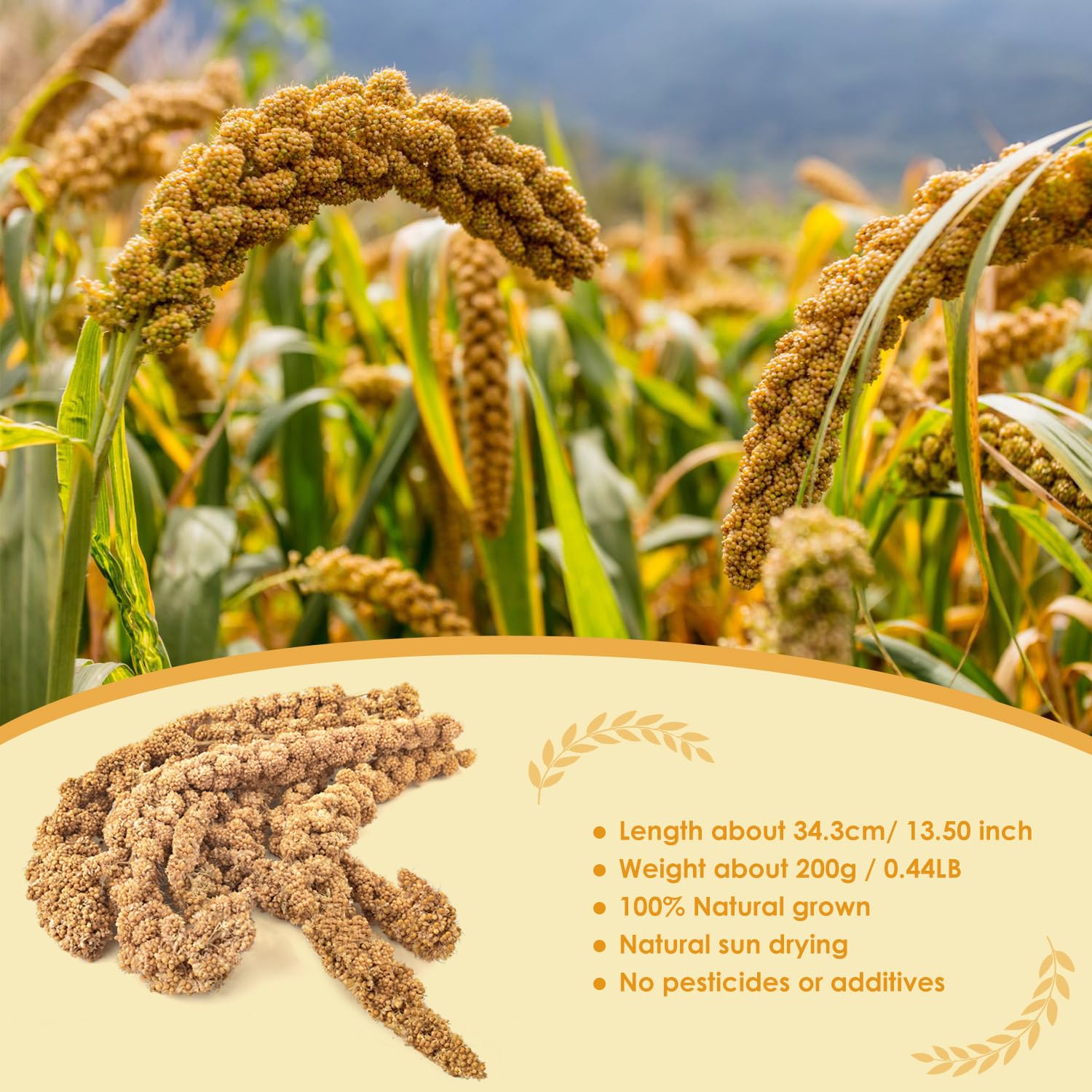 KATUMO sun-dried millet grains close-up highlighting natural nourishment and beak-friendly texture.
