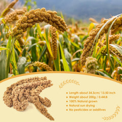 KATUMO sun-dried millet grains close-up highlighting natural nourishment and beak-friendly texture.