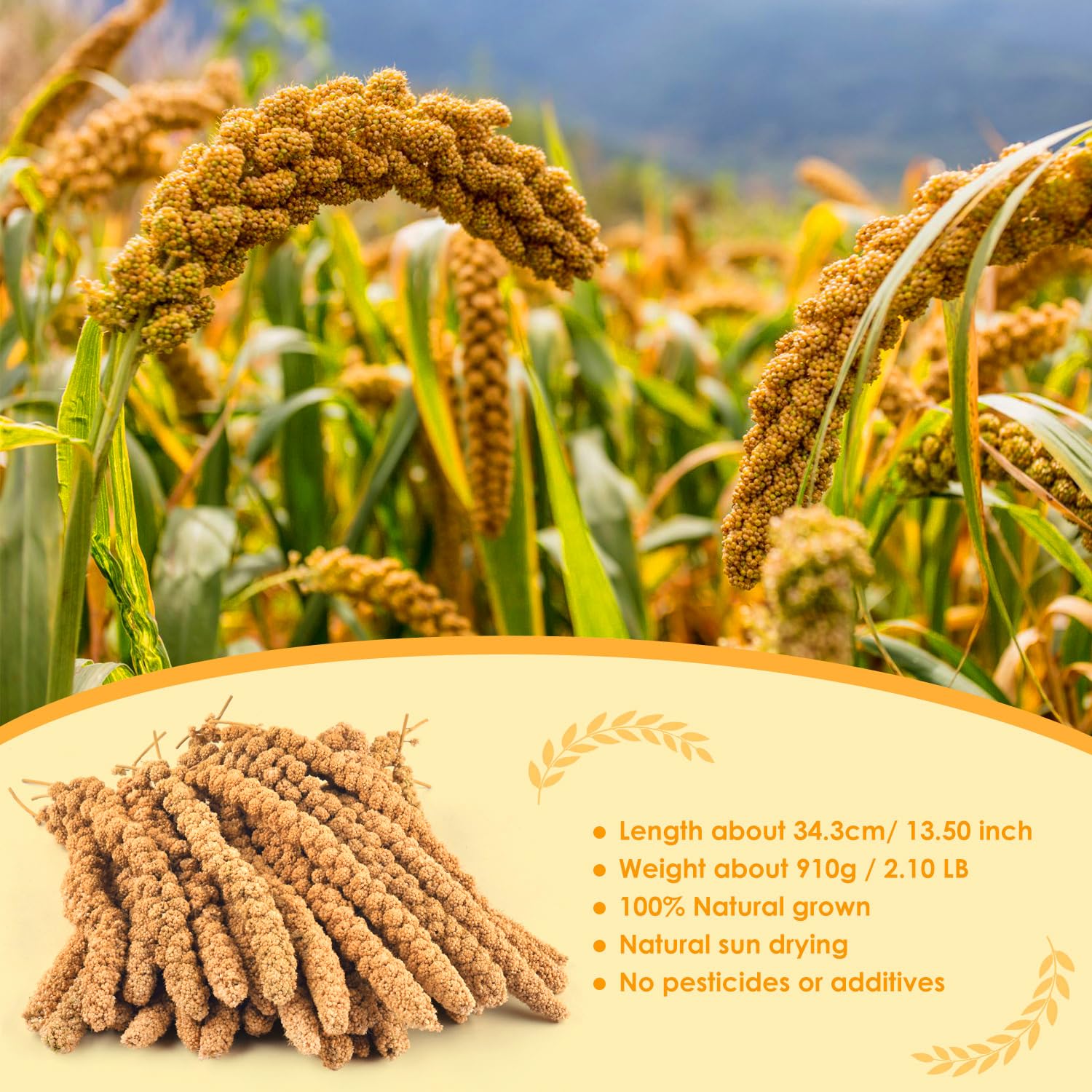KATUMO sun-dried millet close-up shows natural texture and plump grains.
