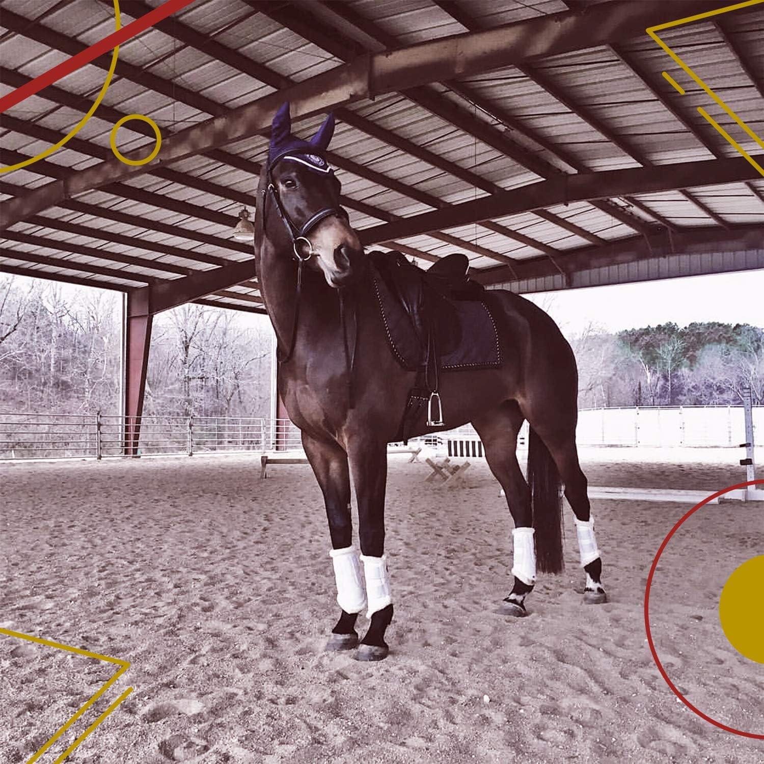 Kavallerie Dressage Boots large size application image shows suitable fit for bigger ponies.