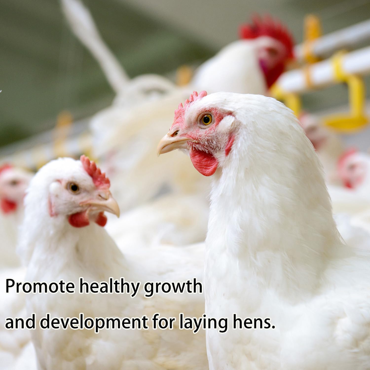 KAYHEN 5lb bag helps natural poultry nutrition for hens and wild birds