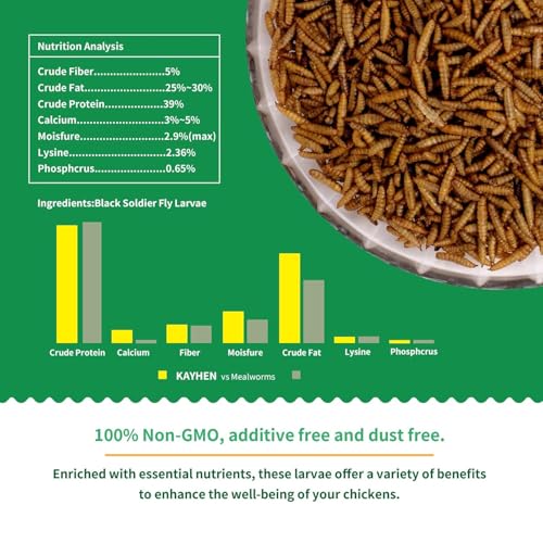 KAYHEN BSF larvae serving for chickens highlights protein-rich nutrition.
