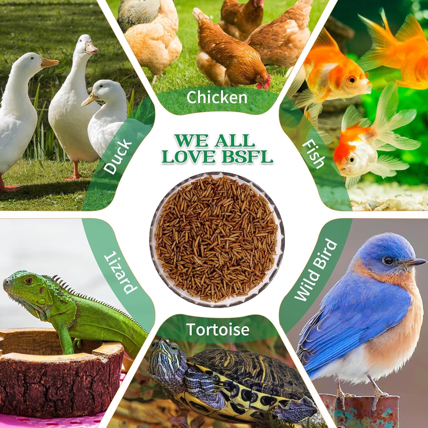 KAYHEN dried BSF larvae ideal for wild birds and ducks.
