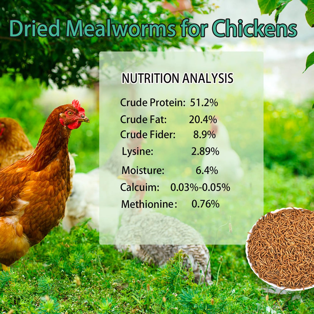 KAYHEN mealworms sprinkled into poultry feed for foraging support