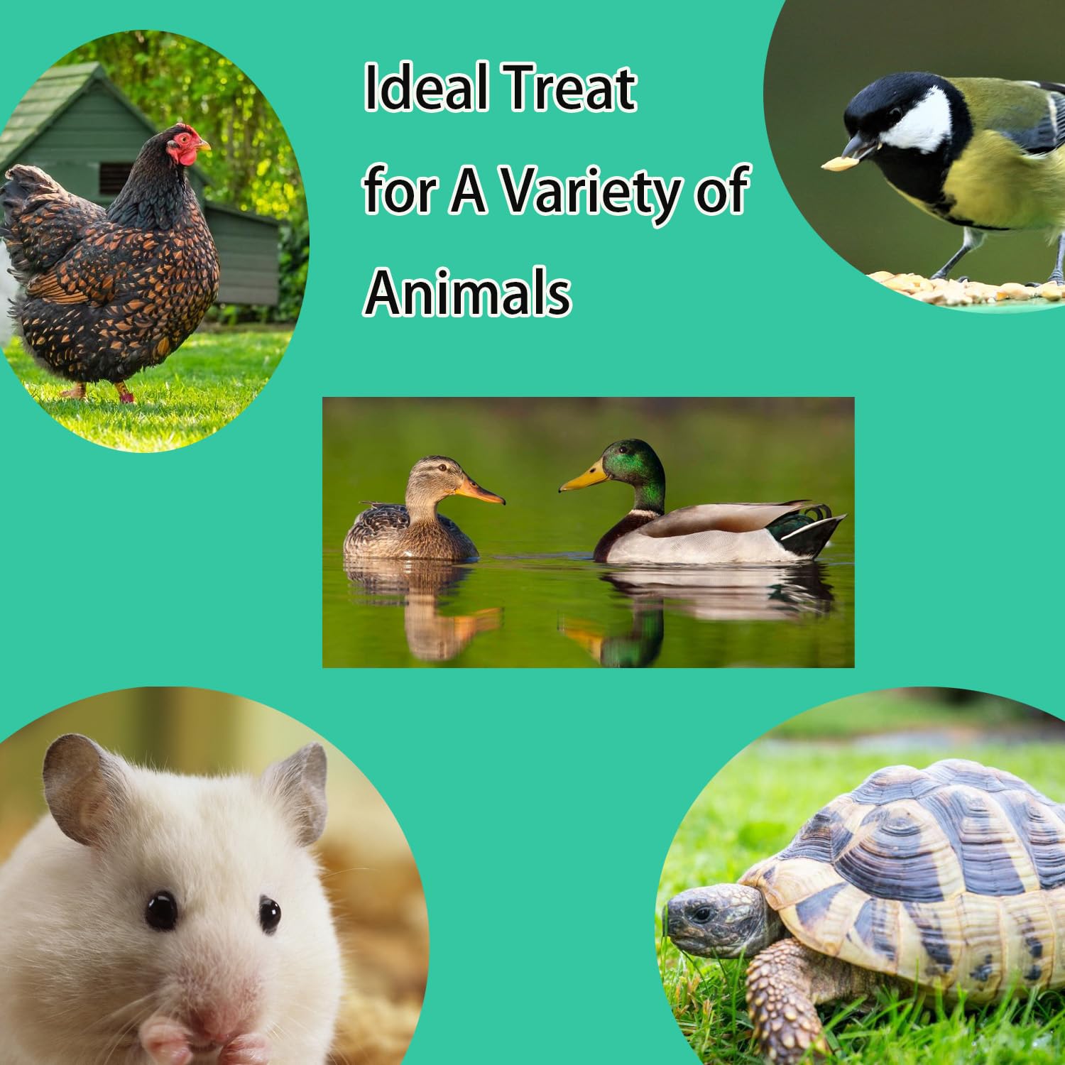 KAYHEN wild birds feeder use shows versatile protein option