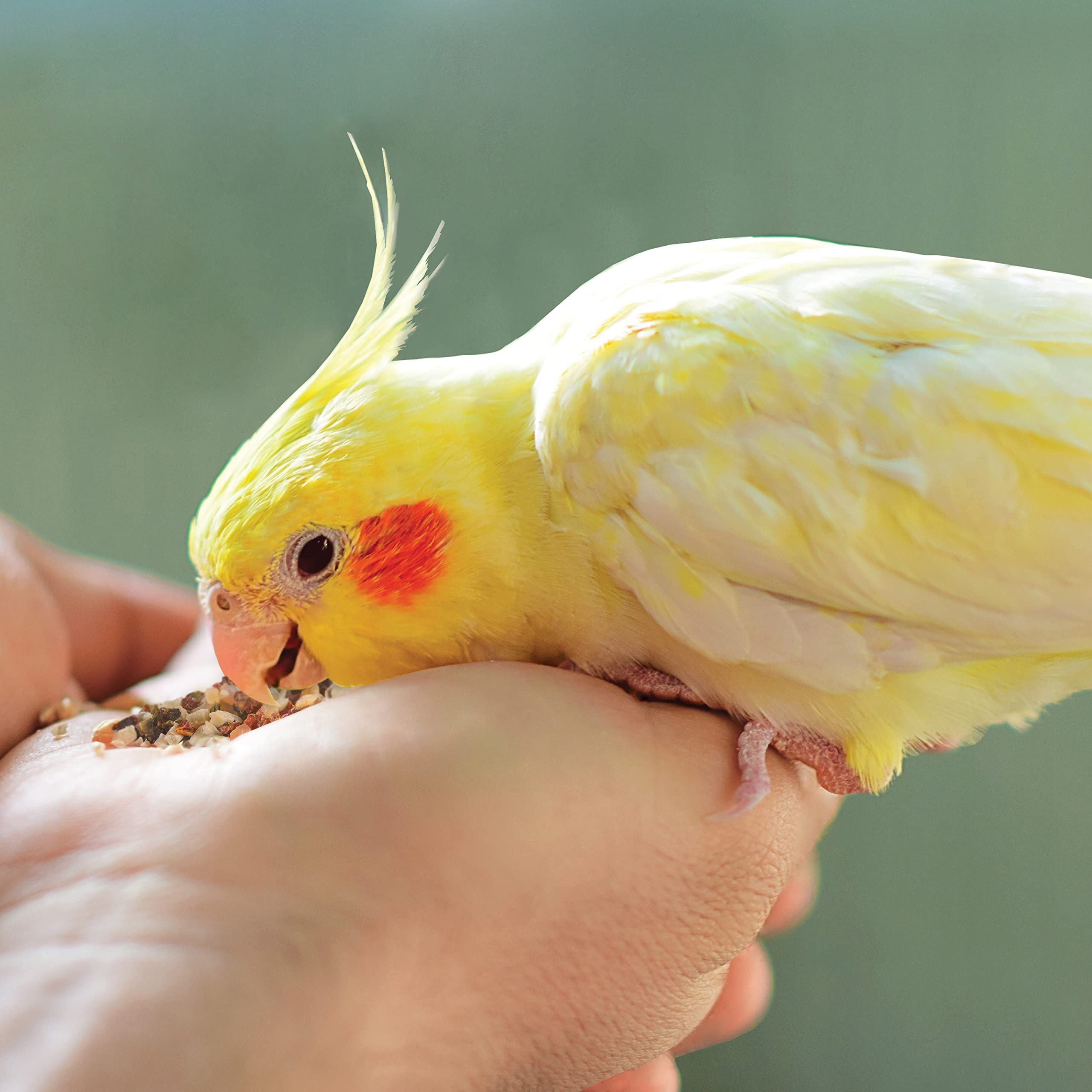 Kaytee Canary enjoying seed-fruit blend, enrichment during feeding.