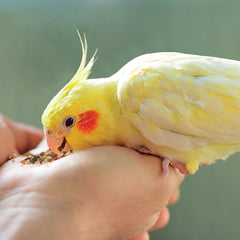 Kaytee Canary enjoying seed-fruit blend, enrichment during feeding.