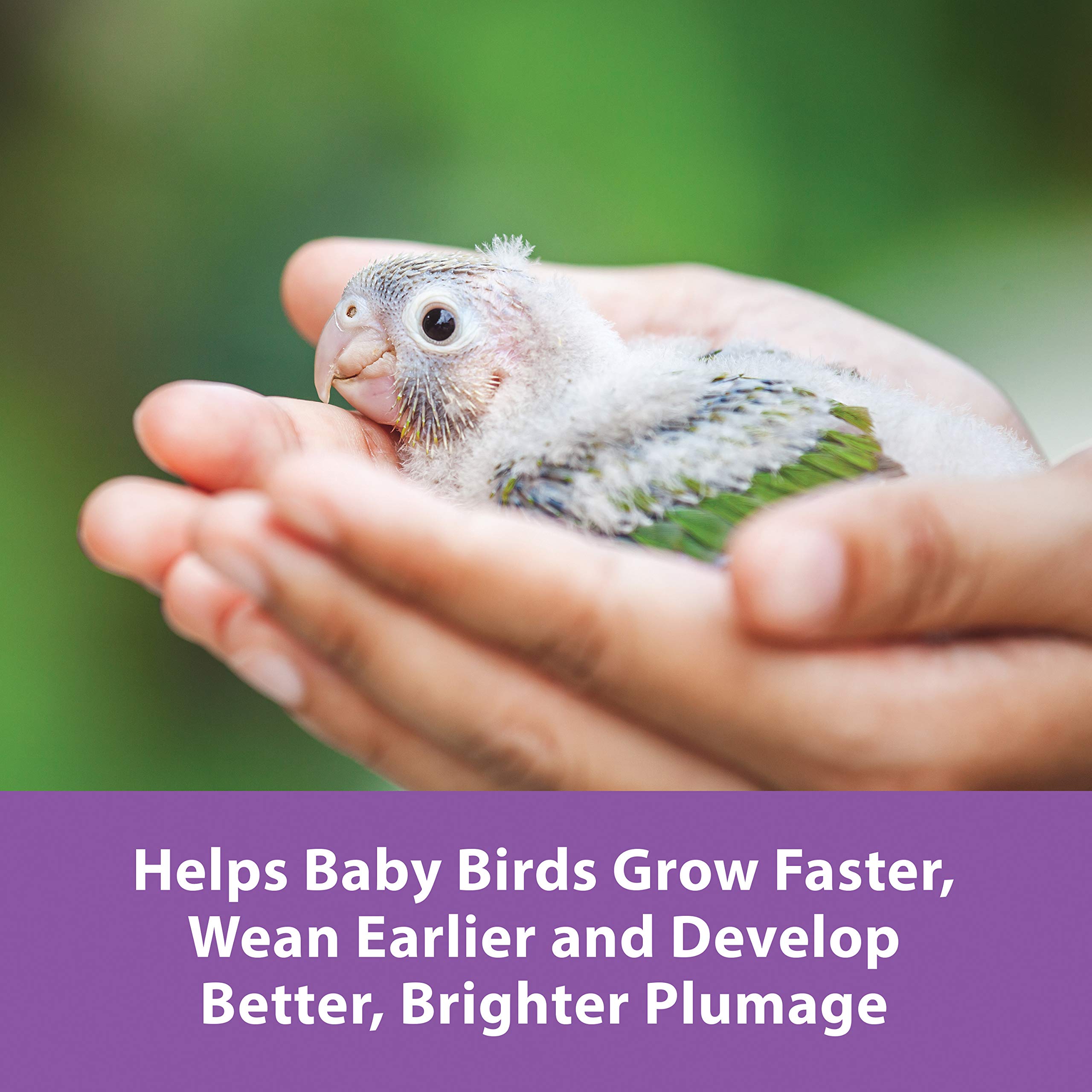 Kaytee Exact digestive enzymes aid digestion during weaning.