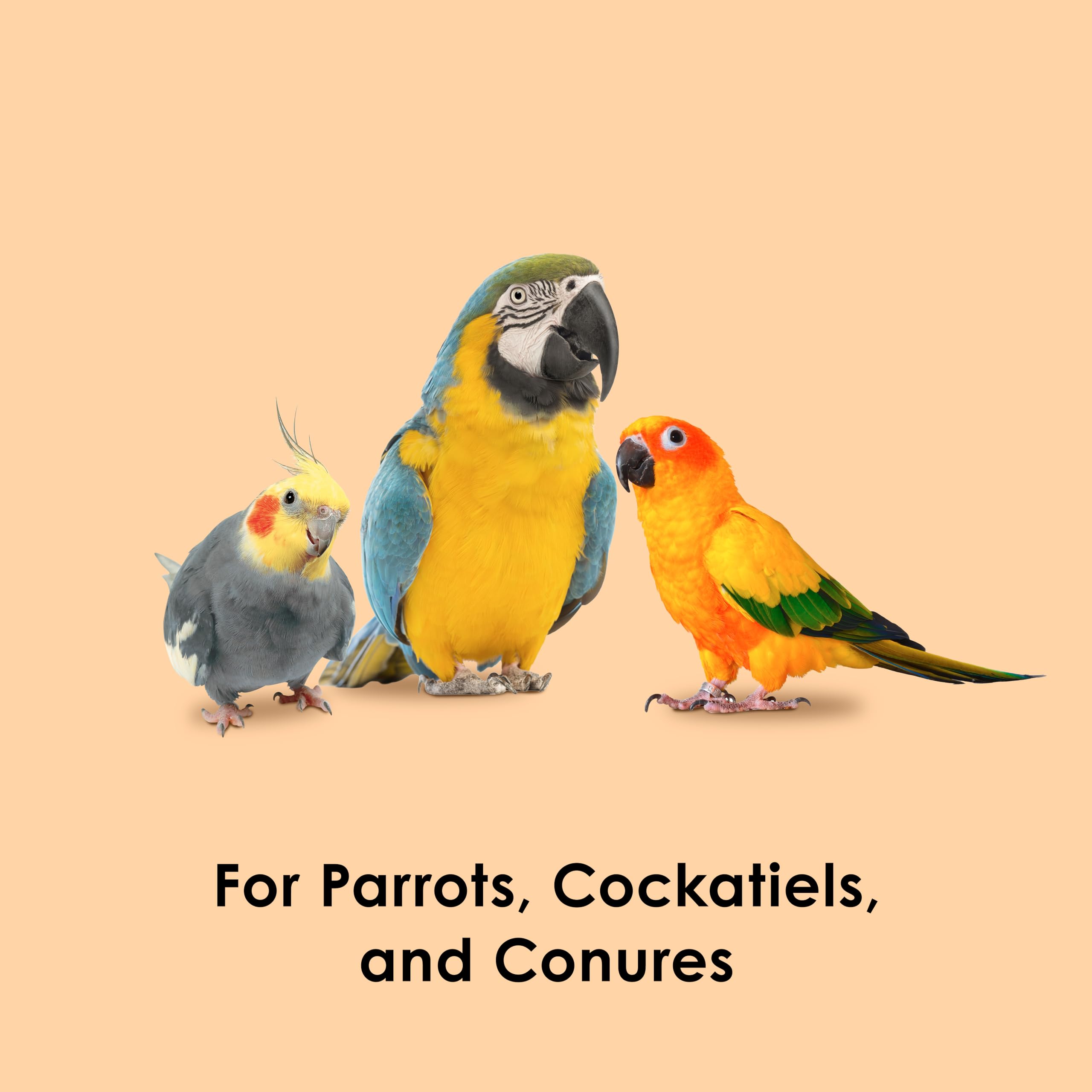 Kaytee Fiesta Papaya Bits during snack-time highlighting bite-sized fruit rewards for birds.
