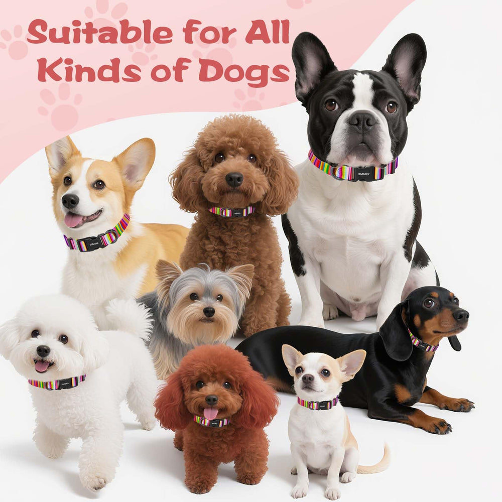 Kazazoo collar ideal for daily walks and travel adventures.