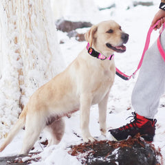 Kazazoo reflective vision-guard collar enhances visibility for dawn and dusk runs