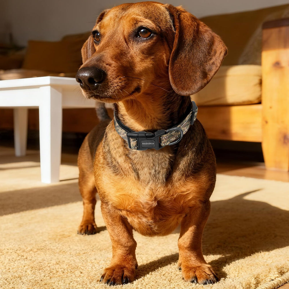 Kazazoo reflective dog collar shows no-pull front attachment for training ease.