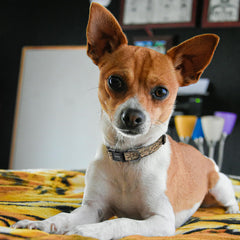 Kazazoo Reflective Collar front view highlights no-pull design reducing neck strain.