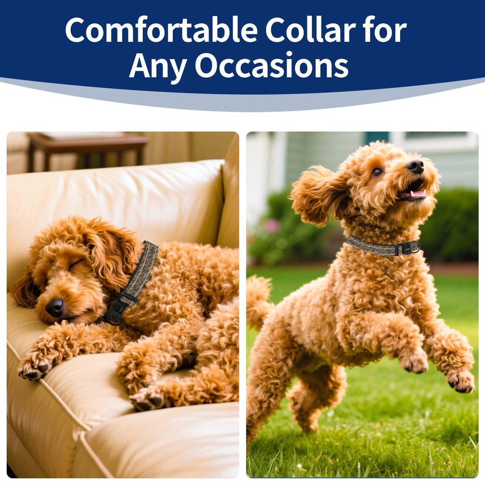 Kazazoo sturdy D-ring attachment keeps leashes secure up to 300 lbs.