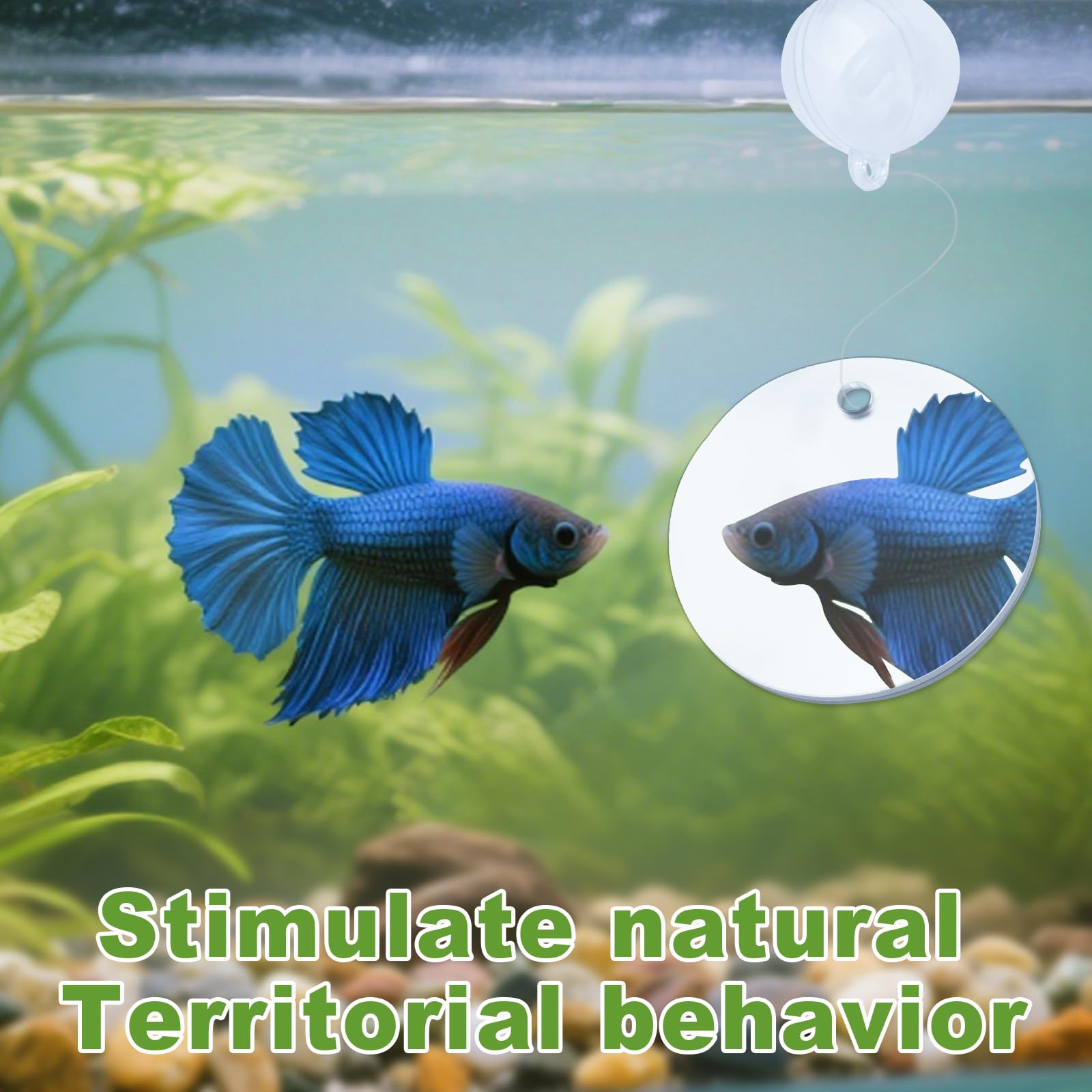 KCMOSGI Betta mirror rope closeup demonstrates safe, adjustable viewing angle.