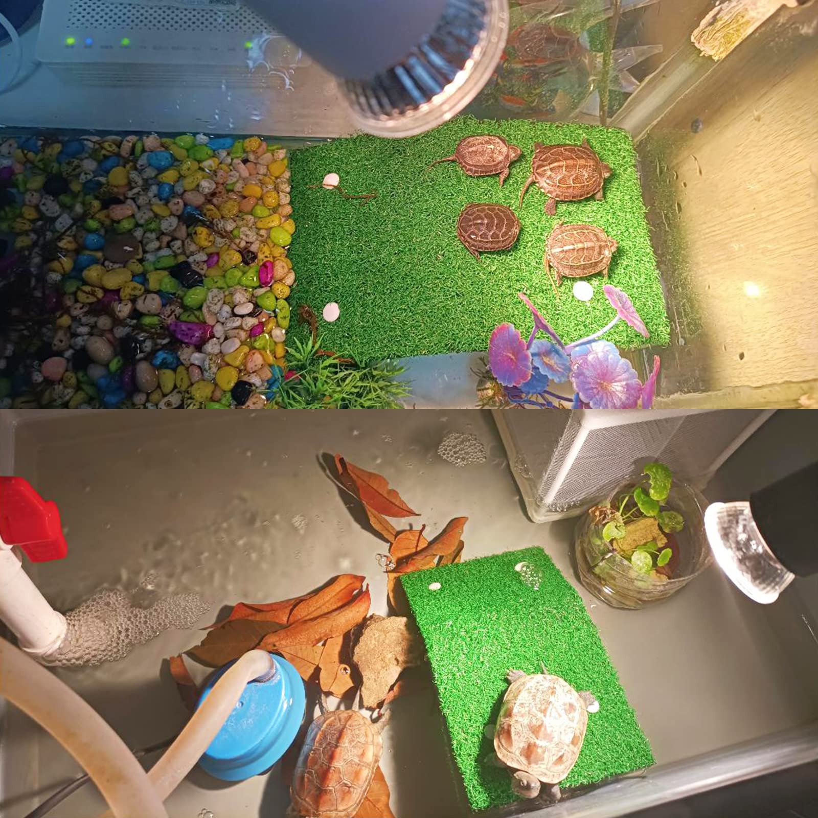 Keedolla full terrace view shows versatile placement in tanks or terrariums.