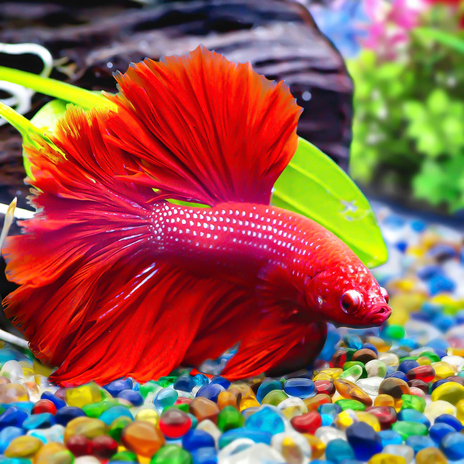 Keedolla glass pebbles tank filler durable non toxic stones for tidy aquariums