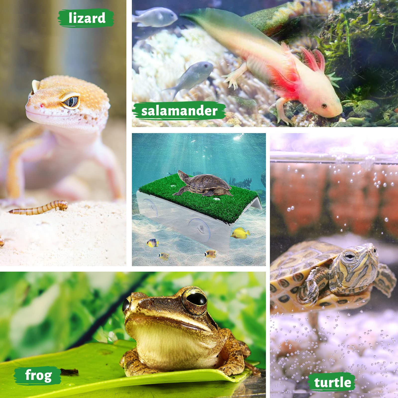 Keedolla climbing ladder supports confident exploration and warmth for reptiles.