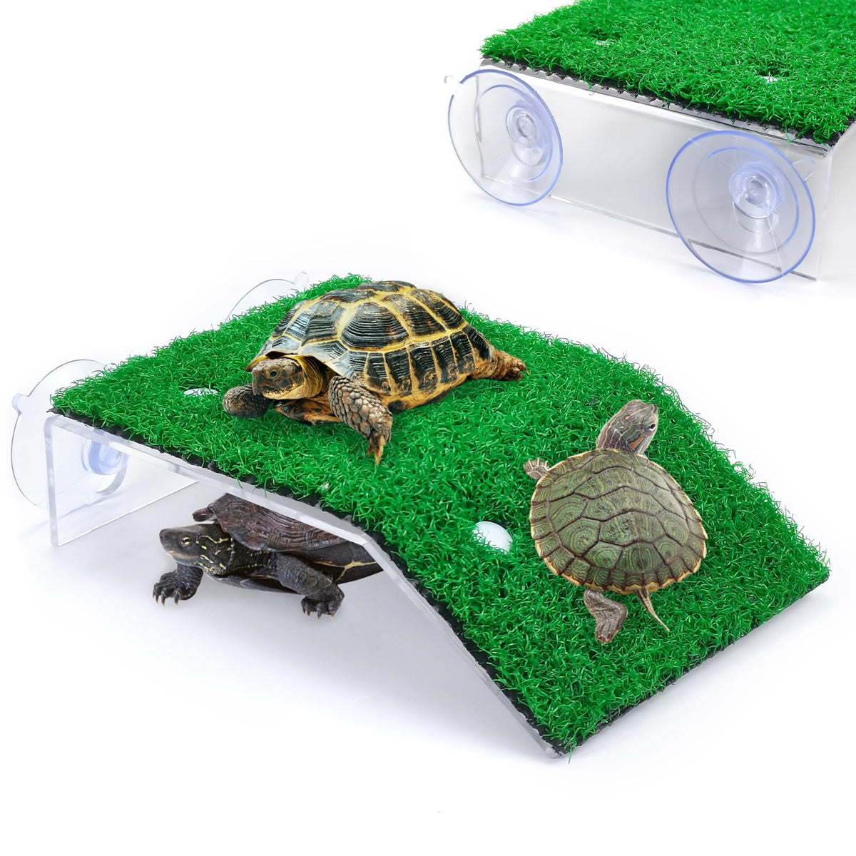 Keedolla turtle resting terrace with turf provides secure grip for basking and climbing.
