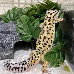 KERUIDENG Reptile Plants easy-to-clean leaves for low-maintenance terrariums