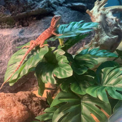 KERUIDENG Reptile Plants Monstera leaves add realistic color to vivarium