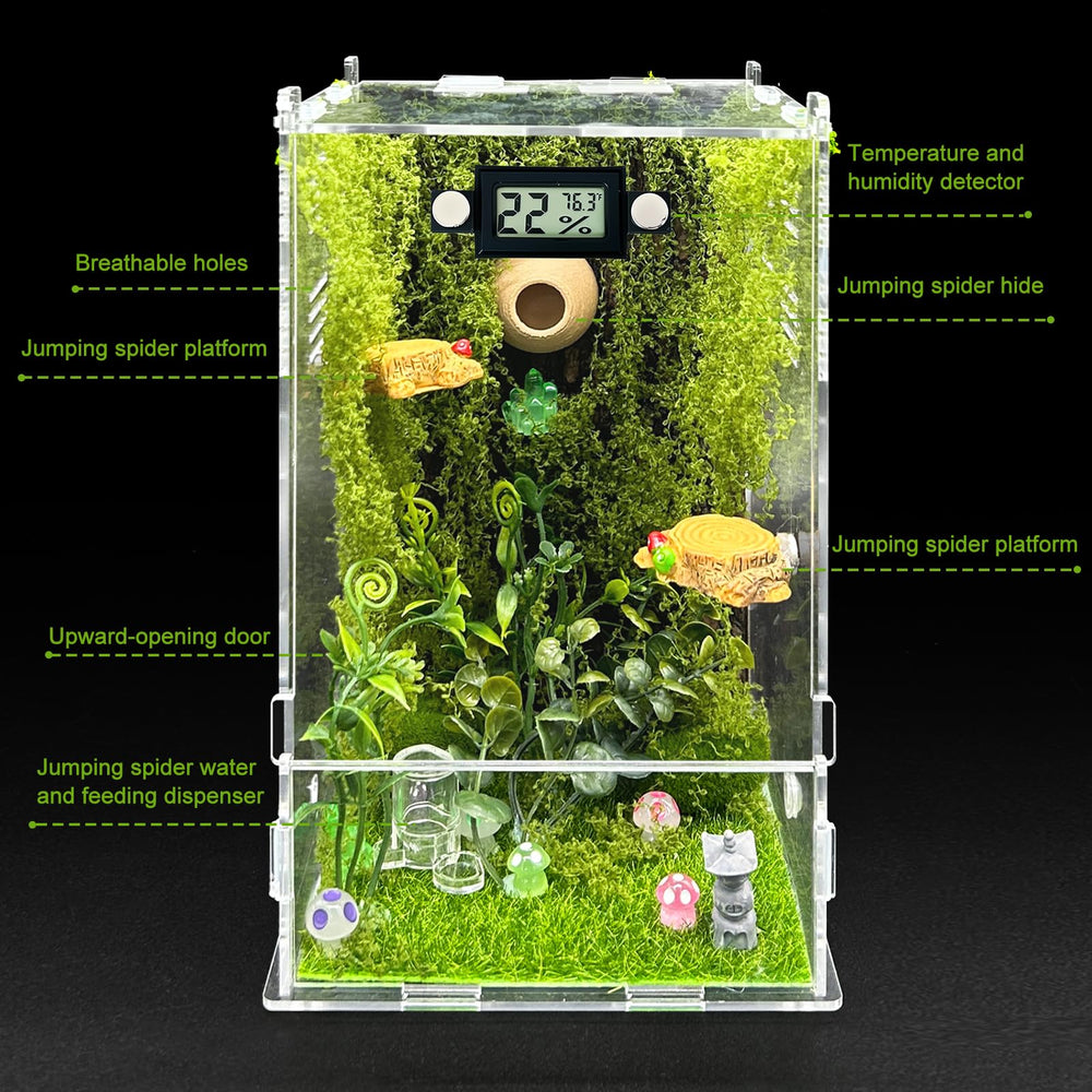 KFPSHLQE jumping spider enclosure interior layout with platforms for climbing