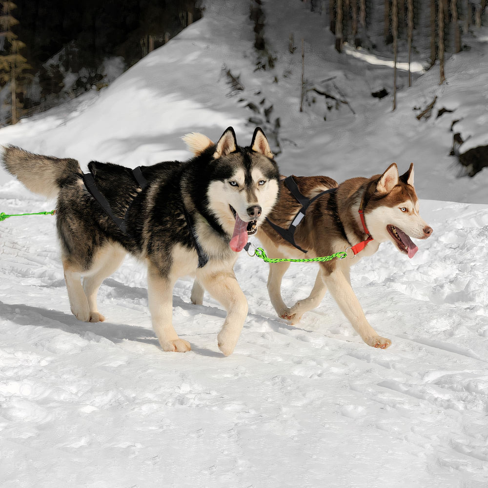KH866 Nordic-activity dog gear ready for sledding, canicross, bikejoring